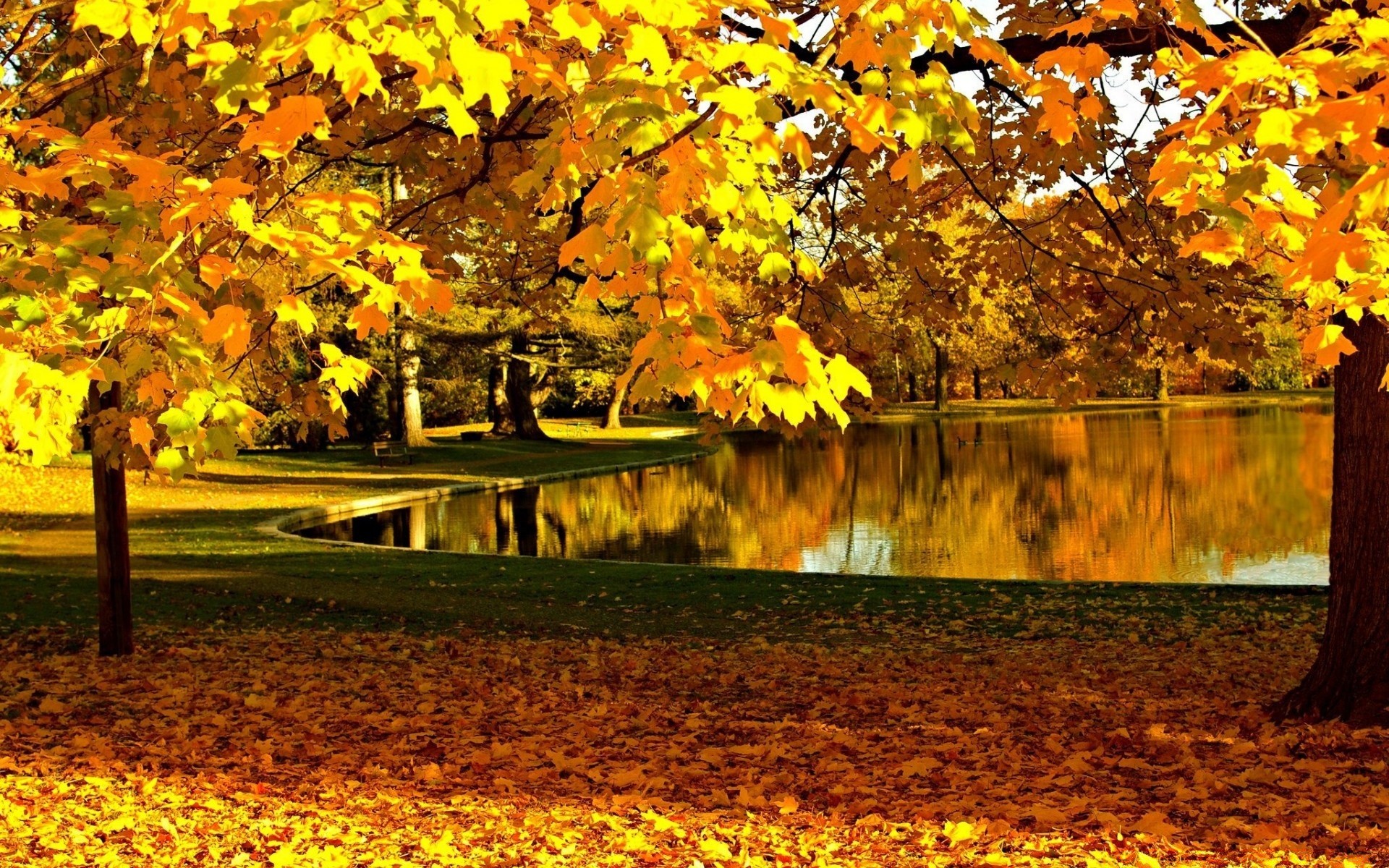 herbst herbst blatt ahorn baum saison park natur holz gold landschaft landschaftlich im freien farbe landschaft guide üppig zweig ändern hell