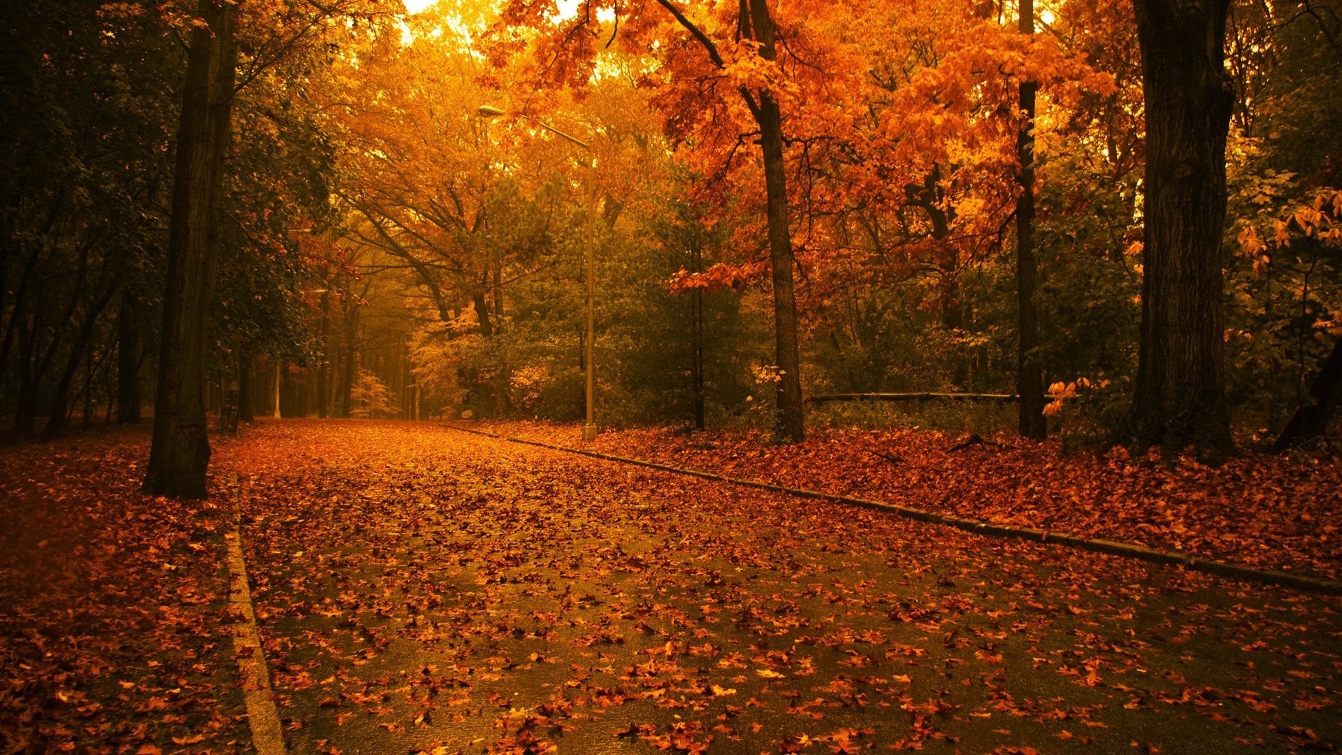 otoño otoño árbol hoja madera arce amanecer parque oro al aire libre paisaje