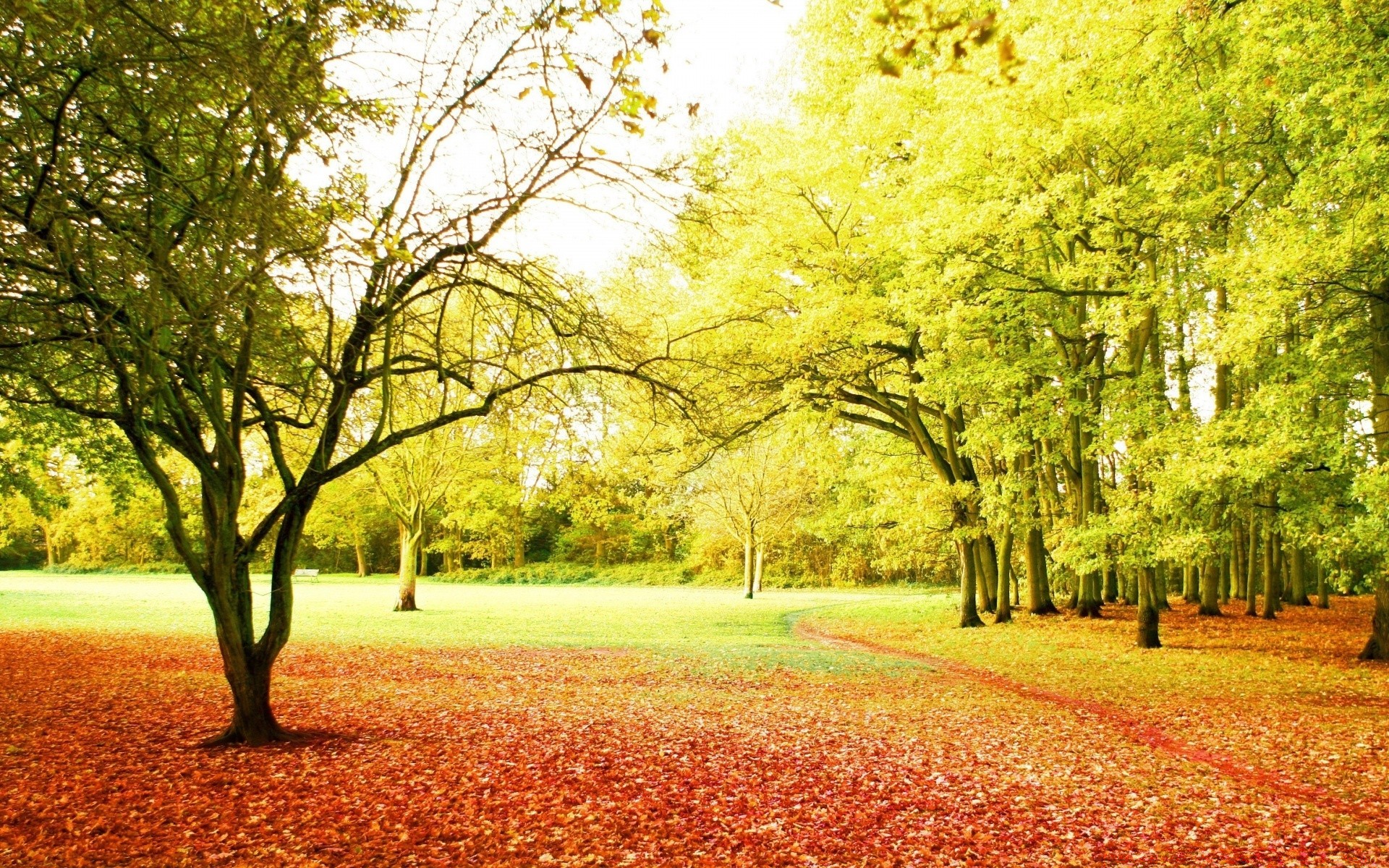 autunno autunno albero stagione parco paesaggio foglia natura campagna rurale scena paesaggio erba guida legno scenico ramo ambiente strada luminoso paese