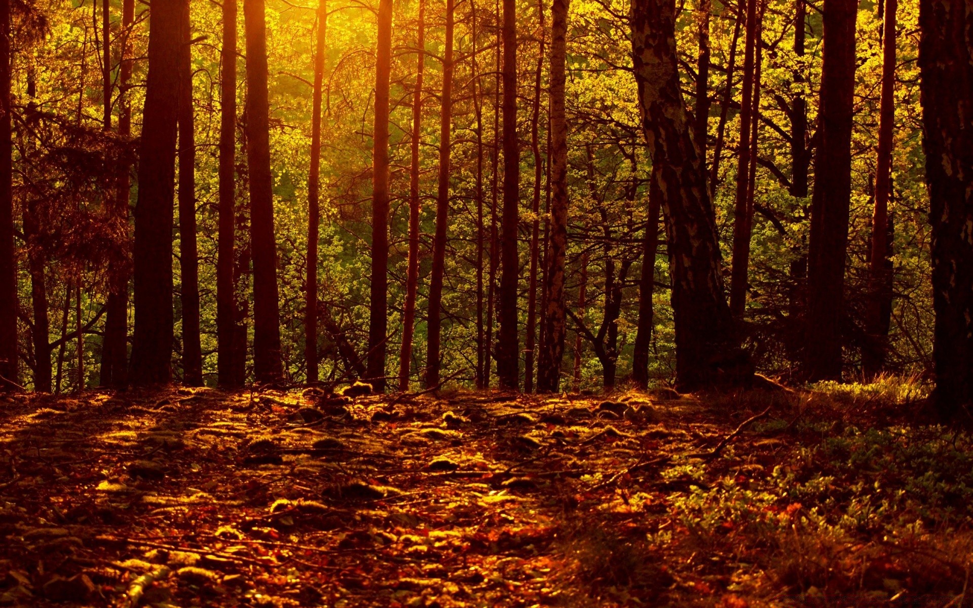 herbst holz herbst blatt baum dämmerung landschaft natur park gutes wetter nebel hintergrundbeleuchtung nebel sonne üppig umwelt zweig saison licht sanbim