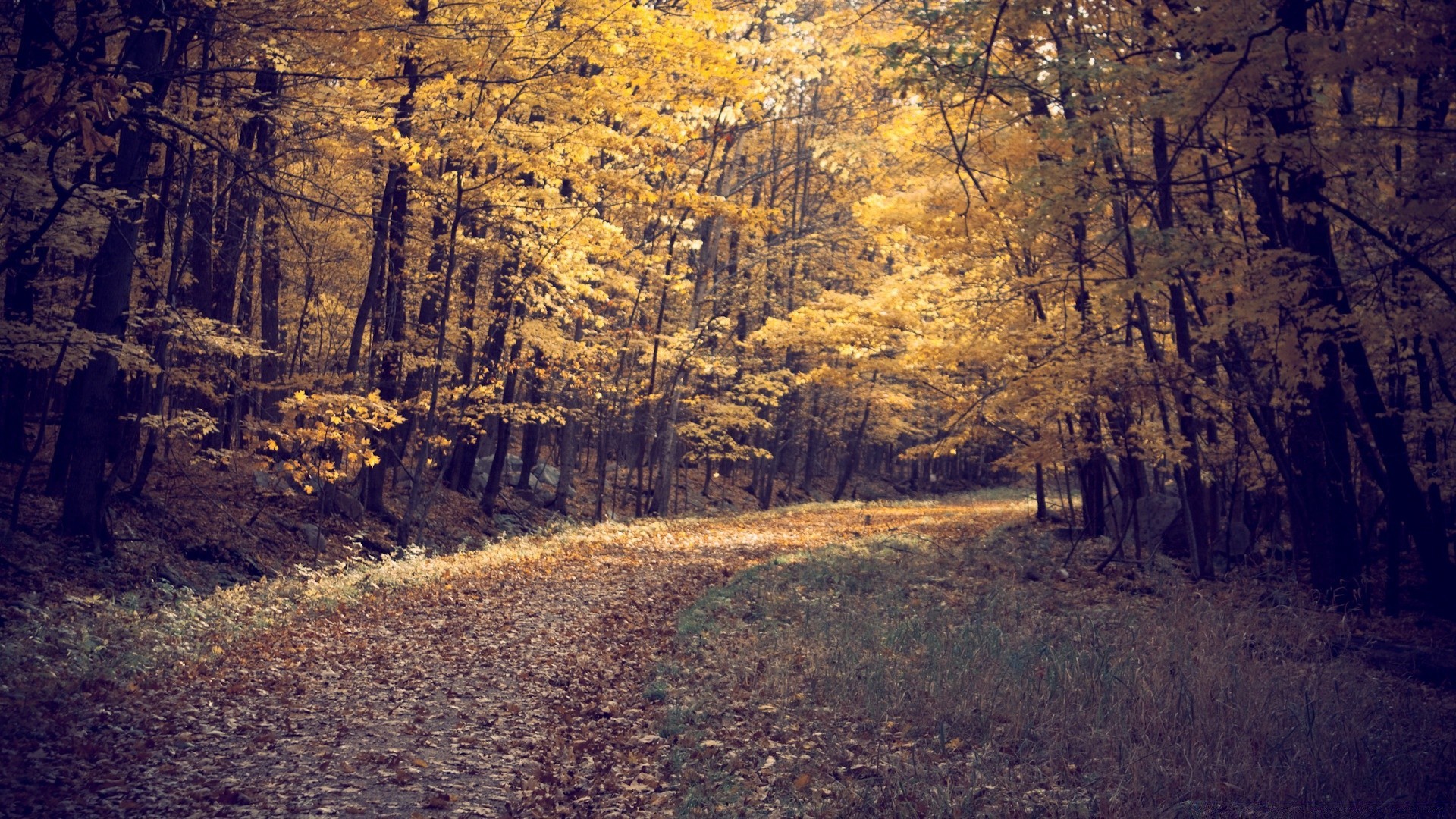 autumn fall wood tree landscape nature leaf outdoors road park season scenic environment travel gold light