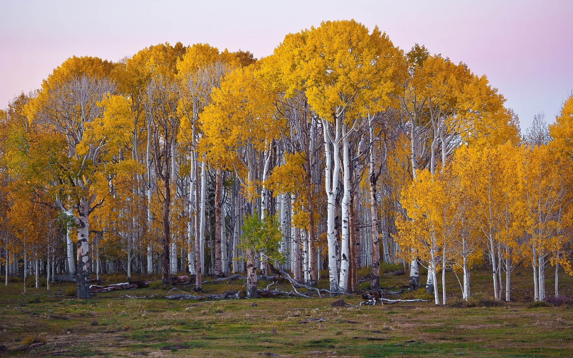 autumn tree fall wood landscape leaf nature scenic outdoors daylight environment birch branch park season fair weather rural countryside bright scenery