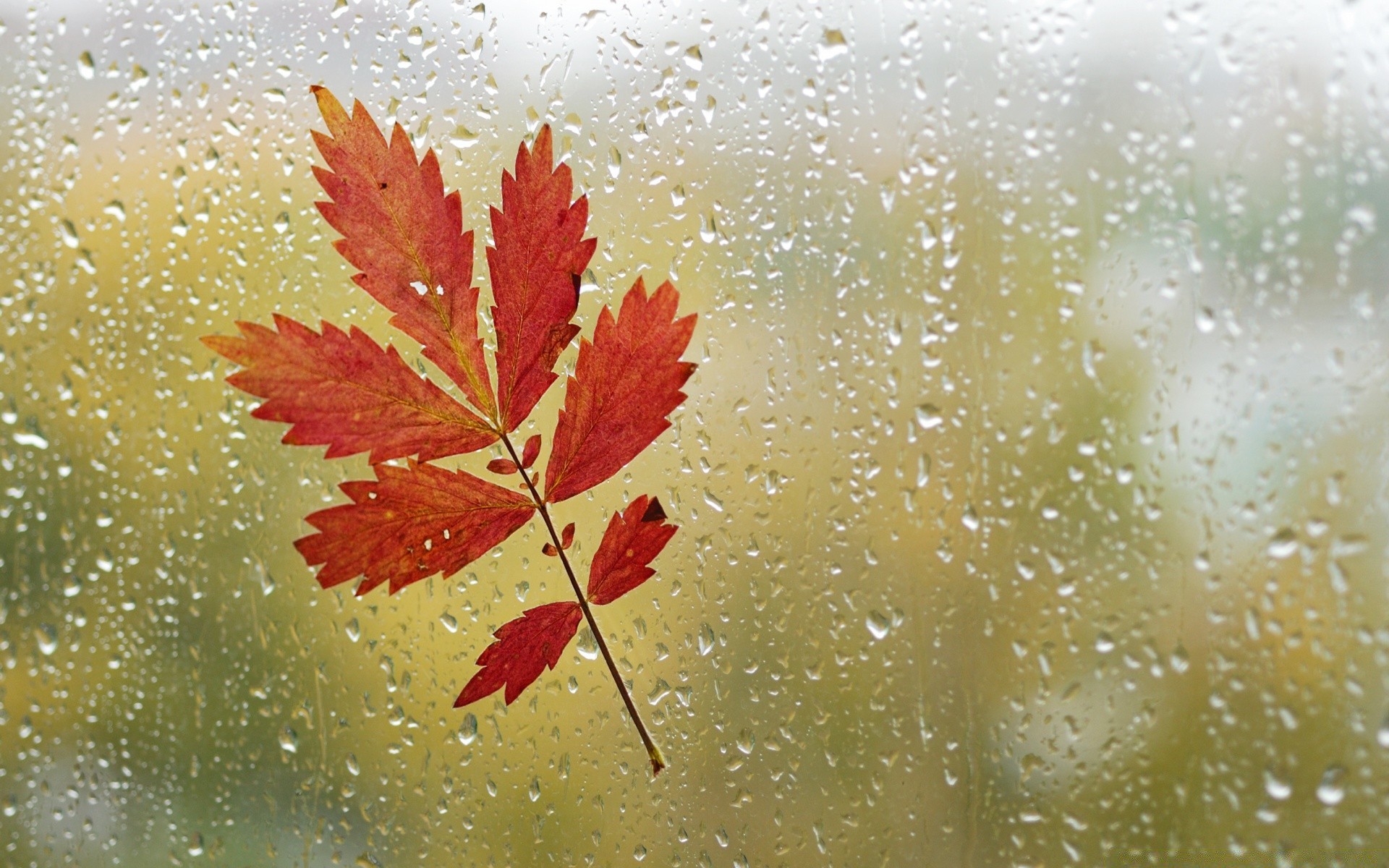 sonbahar sonbahar yaprak doğa masaüstü sezon soyut renk flora