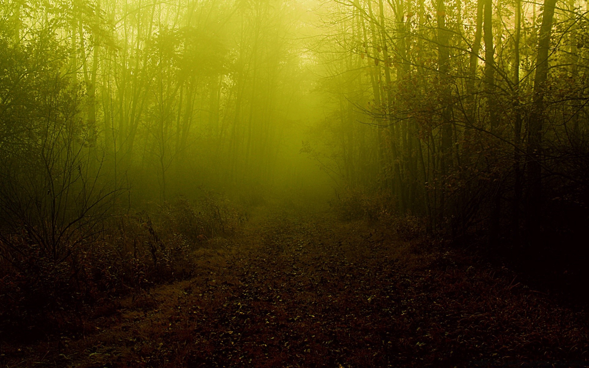 autunno paesaggio albero luce desktop alba struttura nebbia autunno natura legno colore