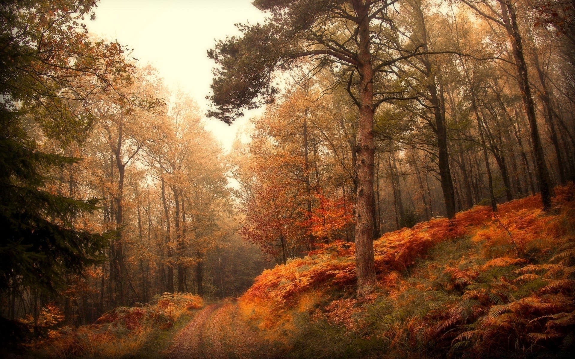 autumn fall tree wood landscape leaf nature dawn fog mist park scenic season outdoors fair weather branch environment light