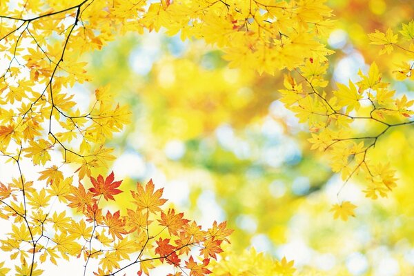 Die herbstlichen Ahornblätter sind gelb und orange