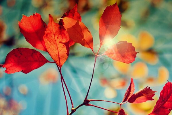 Ramo di foglie rosse al sole