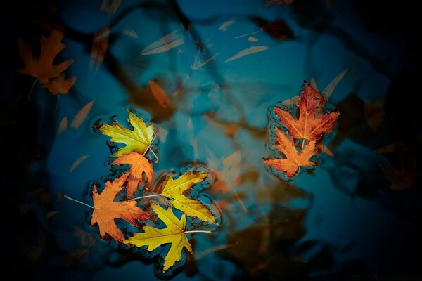 Hojas de otoño en el agua