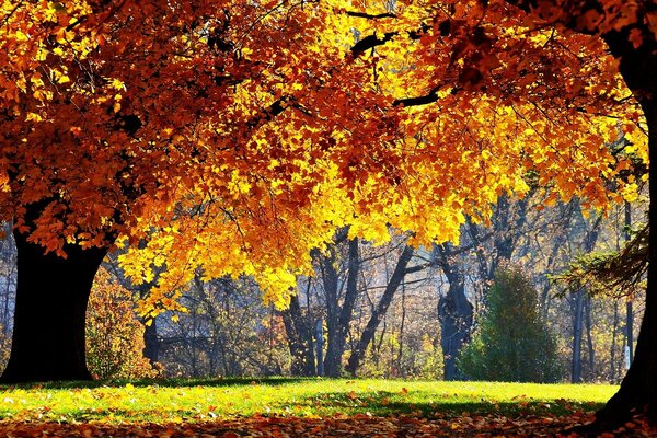 Bosque de otoño con árboles de naranja