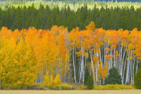 Juicy rainbow of autumn trees