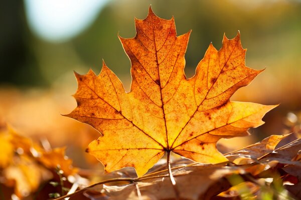 A yellow leaf. Beautiful nature