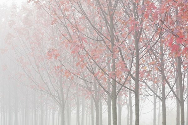 Herbstallee in roten Blättern im Nebel