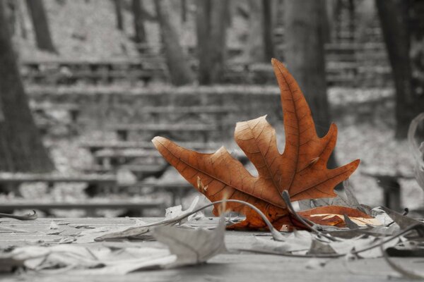 Das Blatt ist traurig in der Luft, es schläft tief ein