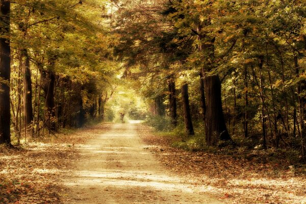 Landschaft Herbst Baum Desktop