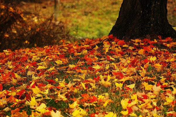 Hojas caídas de otoño en la hierba verde