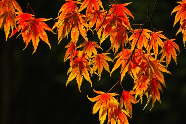 The scarlet maple leaves are ready to fall