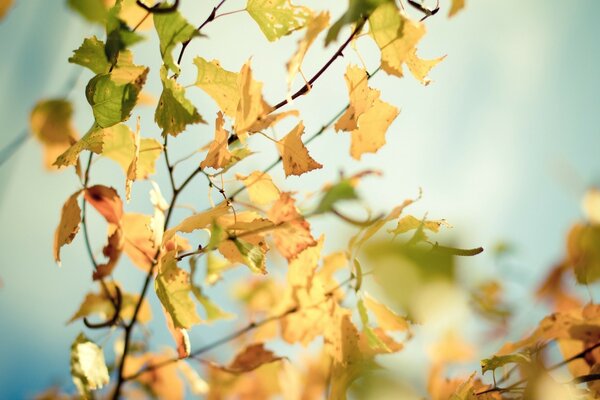 Autumn yellow leaves on a tree branch