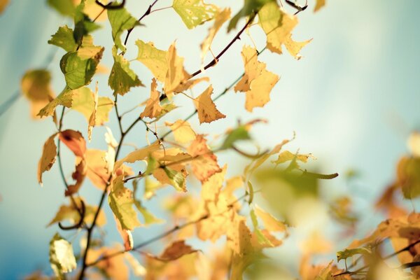 树枝上的秋天黄叶
