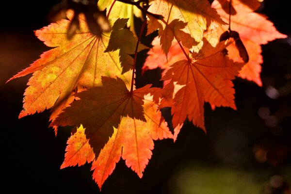 Viele gelbe Herbstblätter