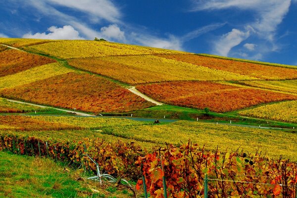 Bright landscape of autumn fields