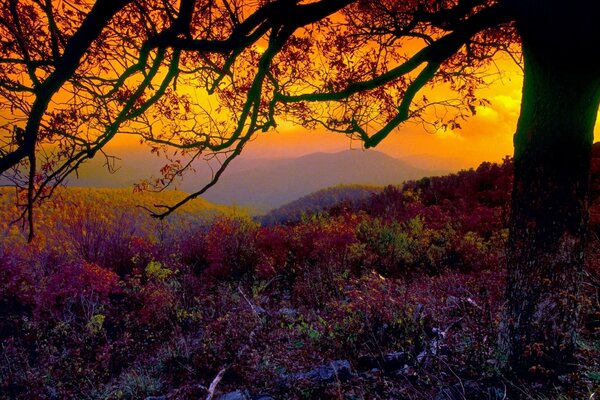 Landschaft der Natur im Herbst bei Sonnenuntergang