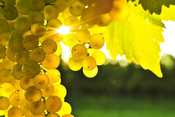 Uvas transparentes a la luz del sol