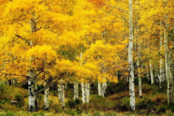 Landschaft des herbstlichen Birkenwaldes