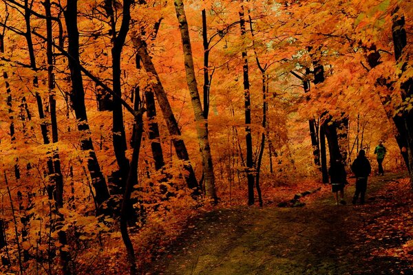 Dans une forêt dense en automne avec un mauvais éclairage