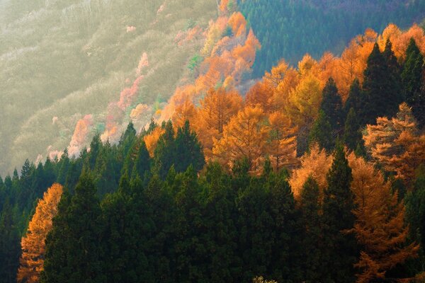 The leaves slowly began to change color