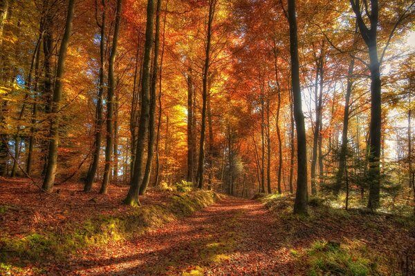 Herbstliche Waldlandschaft von Bäumen mit gelben Blättern an einem warmen Tag