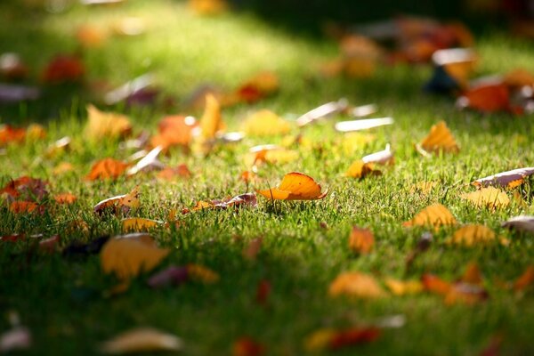 Feuilles d automne se trouvent sur l herbe verte