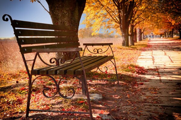 公园的秋季景观与长椅