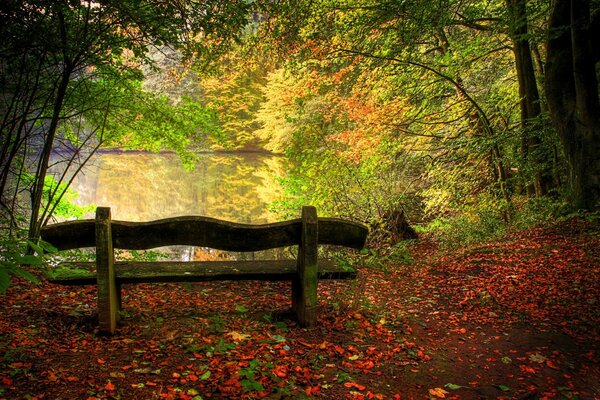 Banco en el bosque de otoño con vista al lago