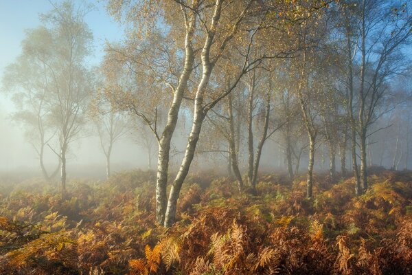 Birch trees in a misty forest with yellow leaves