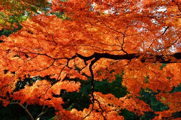 A long branch of a tree with autumn leaves