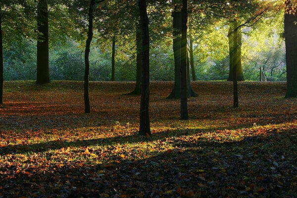 A beautiful autumn forest permeated by the rays of the sun