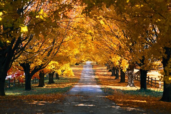 Route de l automne d or. Feuilles jaunes