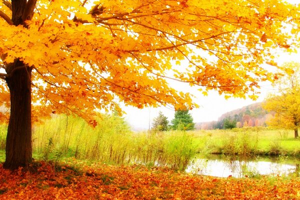 A tree with yellow leaves in autumn