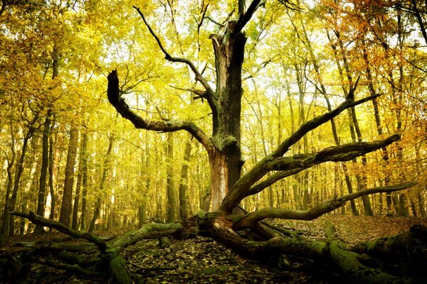 Herbstliche Landschaft mit einem vertrockneten, verzweigten Baum