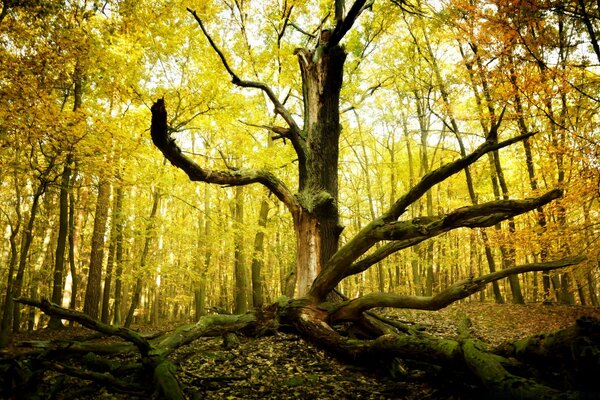 秋天的景观与枯萎的分枝树