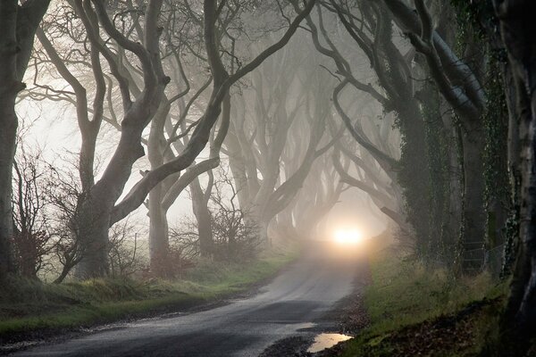 Strada serale con alberi morti