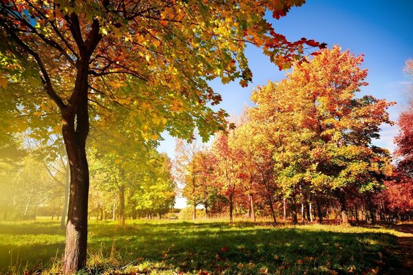 Jesienny park z opadłymi liśćmi w Kolorze Żółtym i czerwonym