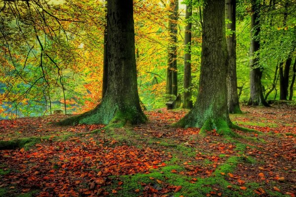 Outono em uma floresta tranquila