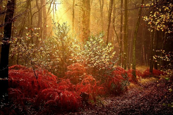 Autumn mood. Yellow-red background