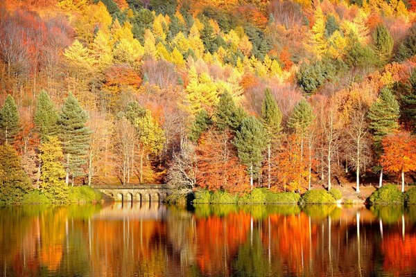 Automne doré sur la rivière avec réflexion