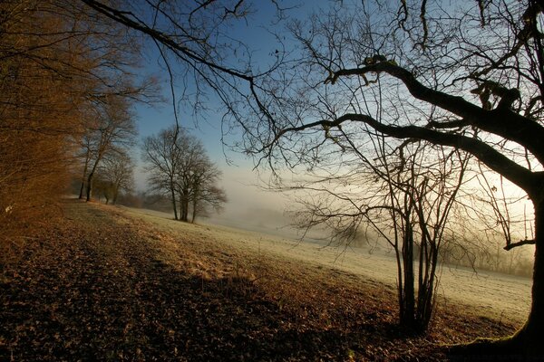 Bare trees in late autumn