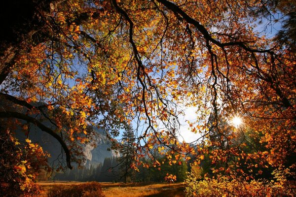 A large autumn tree with yellow leaves