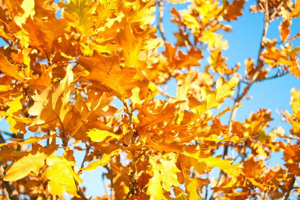 Jasne żółte liście drzew na tle błękitnego nieba