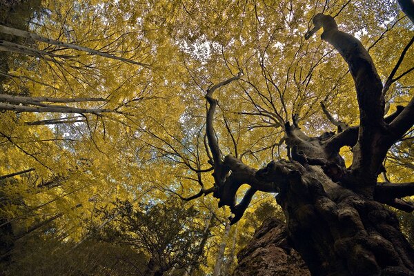 Century-old trees in the forest looking at the sky