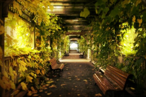 Herbst verblassendes lineares Gewächshaus